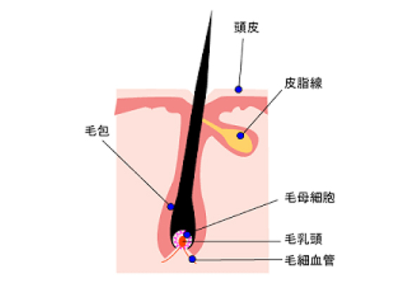 イラスト：脱毛効果