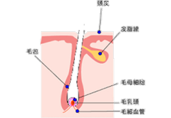 イラスト：脱毛効果