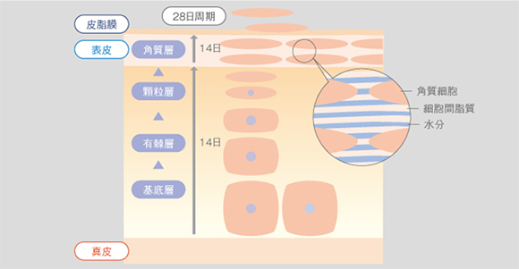 イラスト：レーザーフェイシャル