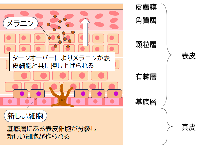 老人性色素班とは？