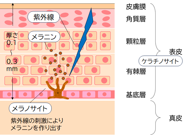 老人性色素班とは？